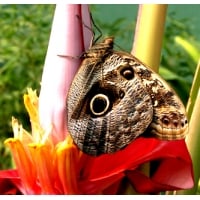 Owl Butterfly Caligo species 4 pupae